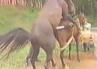 Massive horses are having a perfect bestial action