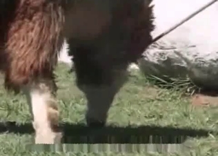 Dirty farm bitch enjoys bestiality