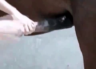 Nice horse is banging a tight cunt