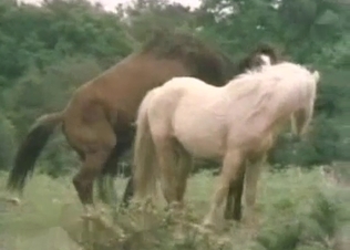 Stunning horses having passionate bestiality XXX