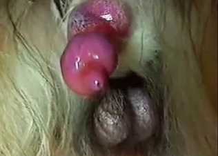 This little pink penis of a nice dog looks good