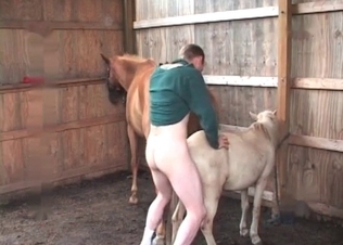 Nice young horse in the awesome bestiality