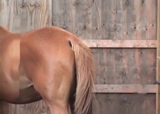 Nice young horse in the awesome bestiality
