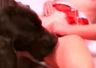 Sweet doggy is licking her accurate snatch