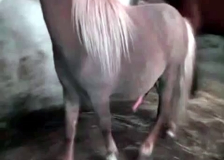 Good and stunning bestiality at the farm