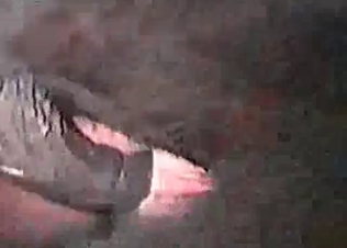 Crazy stallion in the stunning zoo porn