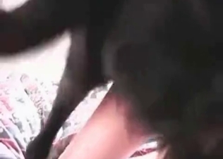 Dog is screwing like a jet plane
