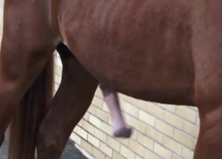 Fantastic bestiality action with a stallion
