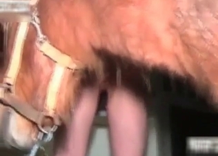Slim babe fucked hard by her own horse