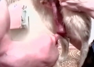 This doggy cock is looking little bit weird