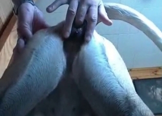 Fingering my doggy's asshole