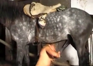 Golden slut zoophile and adorable muscled stallion