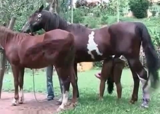 Horny young horses in the amateur bestiality action
