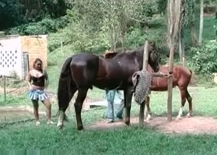 Horny young horses in the amateur bestiality action