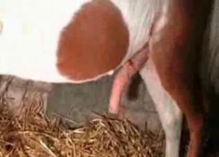 Stallion with a truly impressive boner