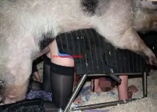 Slutty zoophile fucked by a nasty dirty pig