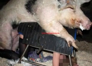Slutty zoophile fucked by a nasty dirty pig