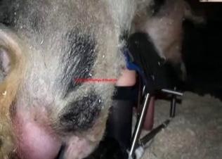 Slutty zoophile fucked by a nasty dirty pig