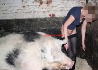Slutty zoophile fucked by a nasty dirty pig