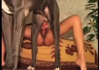 Doggy is having cock-riding session with an owner