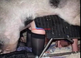 Good bestiality photo compilation