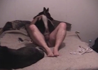 Owner and lusty husky in the bestiality action