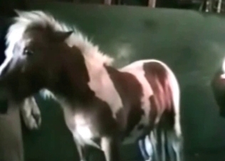 Farm animality with my lovely pony