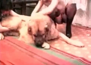 Nasty slender ladies enjoying a trained dog