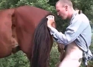 Horny cock for a good muscled horse