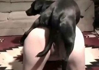 Doggy is getting in the butt-banging action