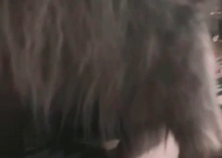 Dogs are looking nice when fucking