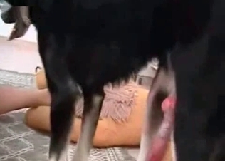 Black doggy is getting in the bestiality