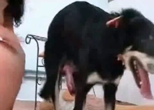 Black doggy is getting in the bestiality