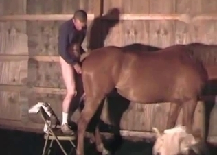Brutal horse fucked by a male zoophile