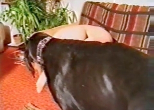 Teasing an awesome black puppy