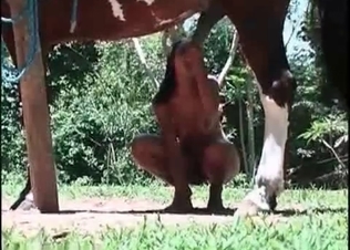 Massive pipe of a horse sucked by a brunette