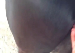 Good sex toy for a nice young pony