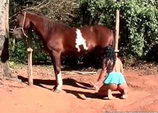 Stallion cock is being sucked by a brunette