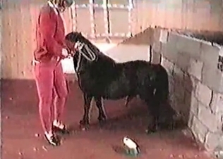 Nasty zoophile and crazy horse
