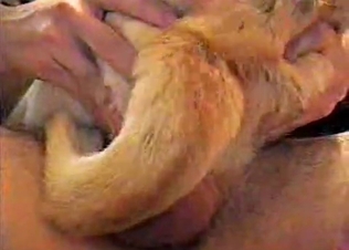 Crazy penetration of an innocent home pet