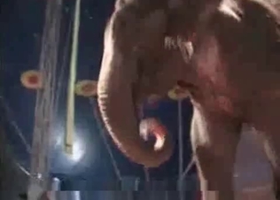 Naked zoophil is enjoying an elephant