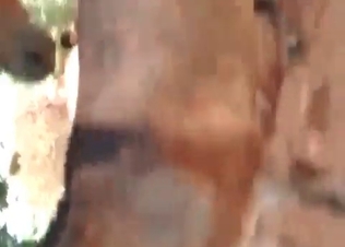 Pony fucked by a horny stallion