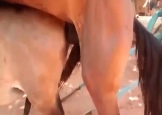 Pony fucked by a horny stallion