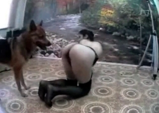 Doggy style bestiality with a German dog