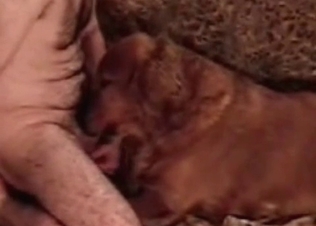 Doggy is having a good cock