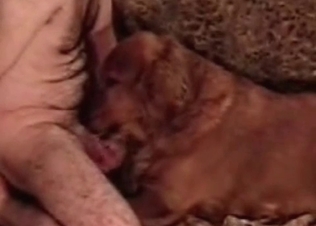 Doggy is having a good cock
