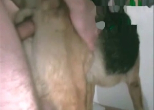 Hardcore sex with a trained sheep