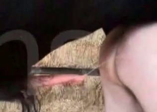 Nice bestiality action at the abandoned farm