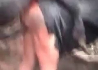 Impressive farm bestiality action