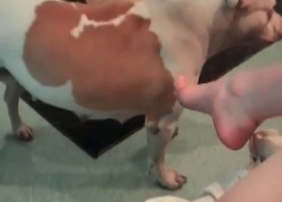 Big-tit slut is having some bestiality fun with a dog